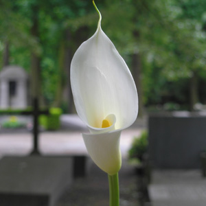 A lily in a cemetery