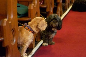Four-legged friends at the joint Blessing of the Animals service at St. John the Evangelist in Peterborough on Oct.5.